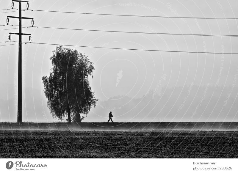 Einsamer Wanderer Kabel Energiewirtschaft Mensch maskulin Mann Erwachsene 1 Natur Herbst Nebel Baum Feld gehen laufen wandern dünn grau schwarz Gefühle Stimmung