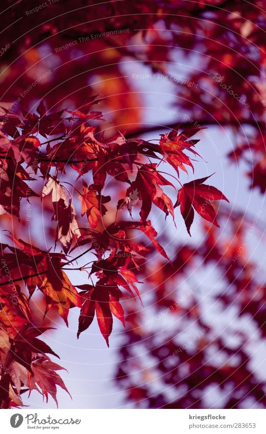 Ich mag die Farben Natur Pflanze Herbst Baum Blatt Park Wiese außergewöhnlich schön violett rot einzigartig mehrfarbig Färbung Anthocyan Schutz Farbfoto