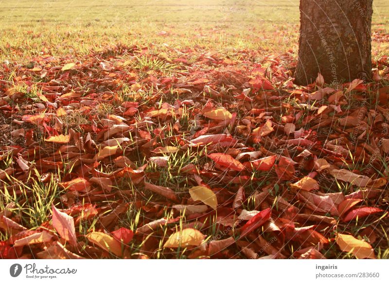 Herbstblätter Natur Pflanze Erde Klima Wetter Baum Gras Blatt Baumstamm Herbstlaub Herbstbeginn Herbstfärbung herbstlich Wiese leuchten Wärme braun gelb gold