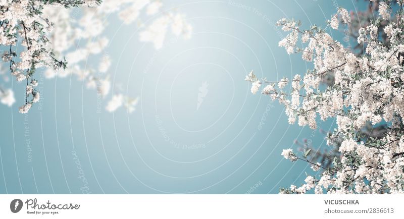 Weißes Blühen des Baums am blauen Himmel mit Sonnenschein Lifestyle Design Garten Feste & Feiern Natur Pflanze Frühling Blatt Blüte Park Fahne springen