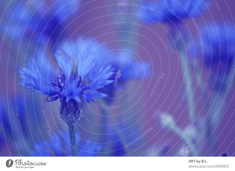 Kornblumenblau Umwelt Natur Pflanze Blume Wildpflanze Außenaufnahme Textfreiraum rechts Textfreiraum Mitte Unschärfe Schwache Tiefenschärfe Starke Tiefenschärfe