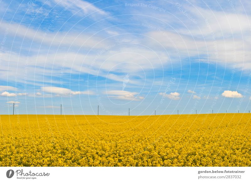 #Frühling Ferien & Urlaub & Reisen Ausflug Natur Landschaft Pflanze Himmel Wolken Rapsfeld authentisch Duft einfach Freundlichkeit Unendlichkeit blau braun gelb