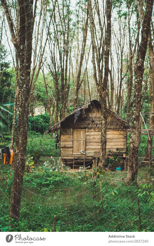Kleines Holzhaus mit Strohdach Haus klein tropisch grün Sommer Trinkhalm Phi Phi island koh Natur Architektur heimwärts Gebäude schön Design natürlich