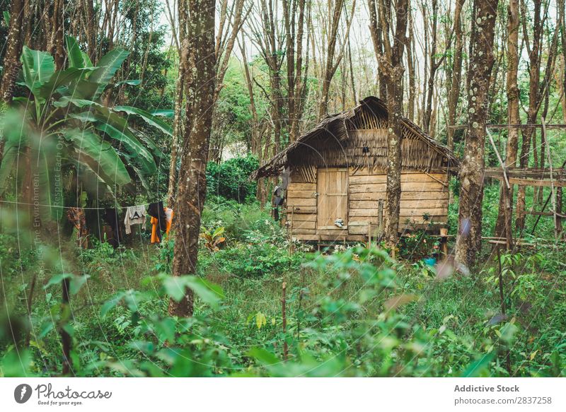 Holzhaus im Wald Haus klein tropisch Sommer Urwald grün Trinkhalm Phi Phi island koh Natur Architektur heimwärts Gebäude schön Design natürlich