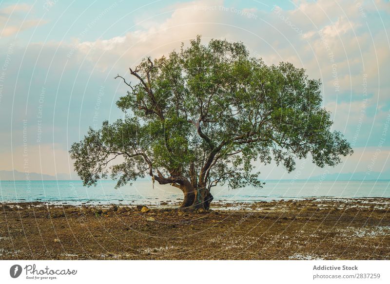 Großer grüner Baum am Meer Strand Wachstum groß Natur Himmel Sommer Landschaft Wasser Ferien & Urlaub & Reisen Phi Phi island koh Handfläche Küste Tourismus