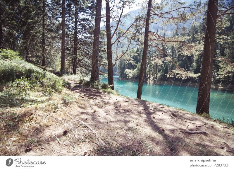 grüner see Erholung ruhig Umwelt Natur Landschaft Wasser Wald Alpen Berge u. Gebirge See Gebirgssee Grüner See natürlich blau türkis deutlich Farbfoto