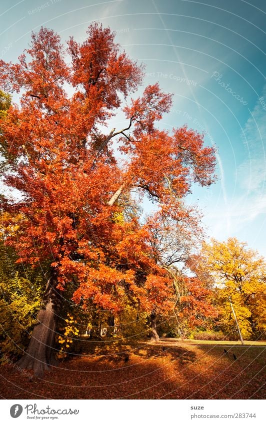 Roter Oktober Umwelt Natur Landschaft Himmel Herbst Klima Wetter Schönes Wetter Baum Park Wiese natürlich schön blau gelb rot herbstlich Herbstbeginn Herbstlaub