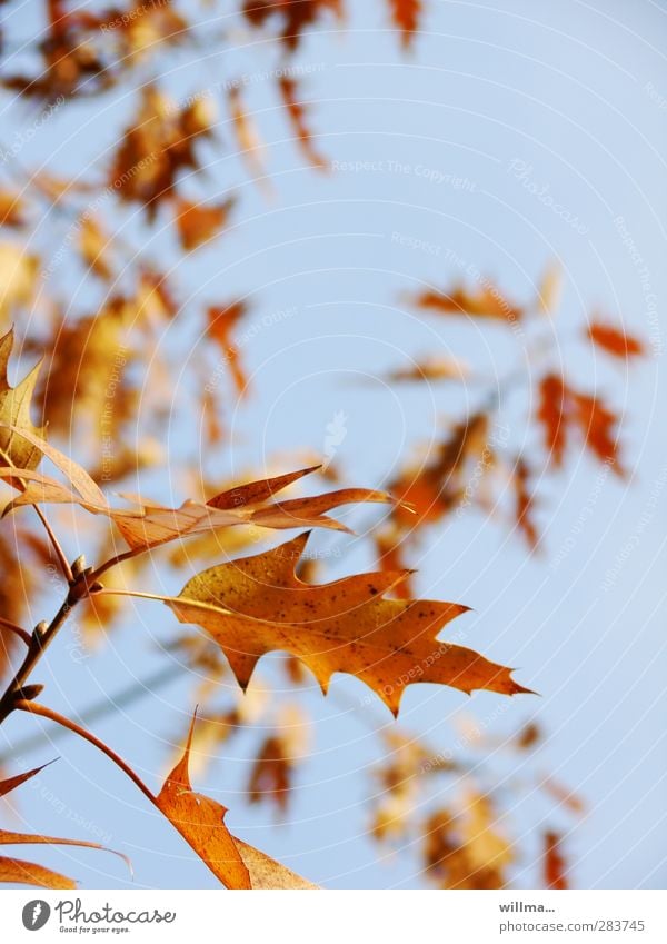 Herbstblätter winken leis im Wind ... Herbstlaub herbstlich Zweig Blätter Roteiche Blatt Eichenblatt Baum braun gelb orange Schönes Wetter Herbstfärbung