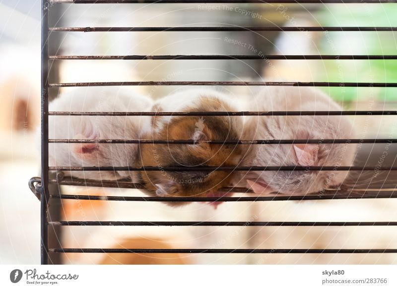 Lebensraum Zoo Tier Fell Haustier liegen schlafen träumen Traurigkeit verkaufen nah trist Trauer Müdigkeit Hamster Tierhandlung Käfig Kuscheln gefangen leer