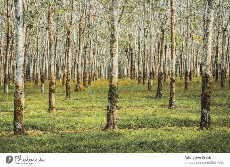 Baumreihen im Wald grün Frühling Reihen Natur Jahreszeiten Umwelt schön Landschaft Perspektive Licht Sonnenlicht natürlich Park Pflanze Szene Beautyfotografie