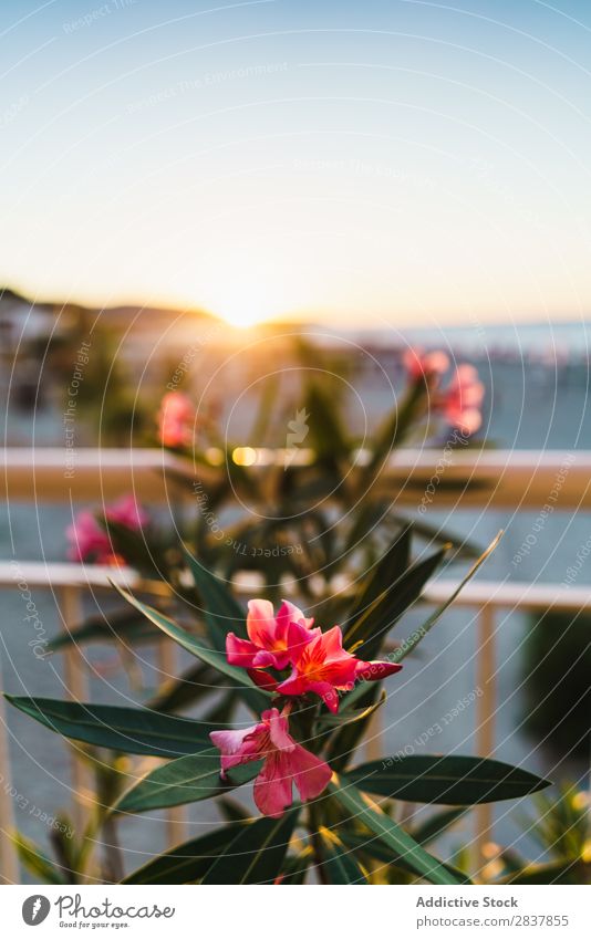 Blühende Blumen im Sonnenlicht tropisch Überstrahlung Sträucher frisch Sommer Natur schön Garten Beautyfotografie Pflanze hell exotisch Menschenleer Blatt