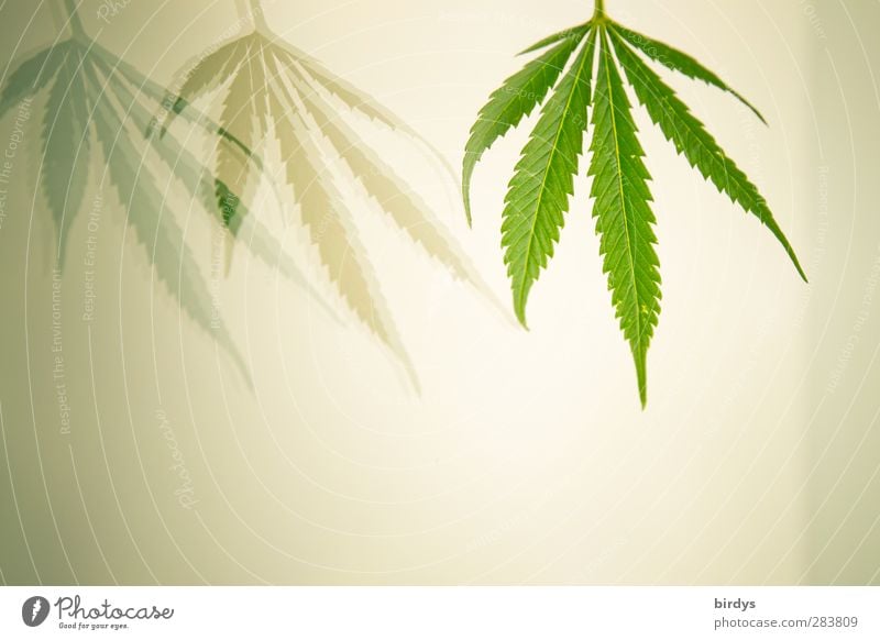 grünes frisches Cannabisblatt mit einem Doppelschatten, Spiegelung, vor hellem Hintergrund Hanf Blatt Grünpflanze ästhetisch außergewöhnlich Sauberkeit Politik