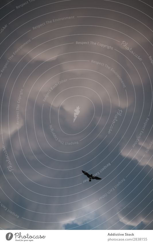 Vogelsilhouette am Himmel Wolken Silhouette Etage dramatisch Landschaft frei fliegen in Bewegung Natur Umwelt Tierwelt Freiheit Sonnenuntergang Frieden