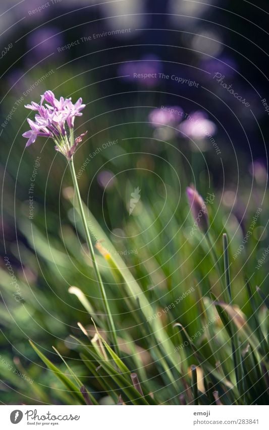 Bienenparadies Umwelt Natur Pflanze Schönes Wetter Blume Gras natürlich grün violett Blüte Frühling Farbfoto Außenaufnahme Nahaufnahme Detailaufnahme