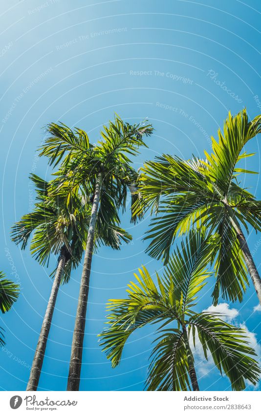 Palmen an sonnigen Tagen Handfläche Sonnenstrahlen Strand Sommer Meer Natur tropisch Ferien & Urlaub & Reisen blau Himmel Landschaft schön Tourismus Sand Baum