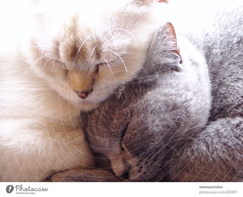 Zwei Mädchen Katze Freundschaft Schmusestunde
