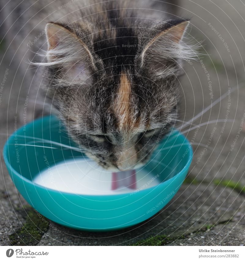 Viertes Tier Haustier Katze Tiergesicht Fell 1 Tierjunges Fressen trinken Glück lecker natürlich niedlich Geschwindigkeit Zufriedenheit Tierliebe