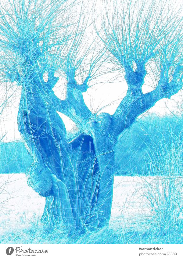 blue tree Blauer Baum Knorpel Baum alter Baum