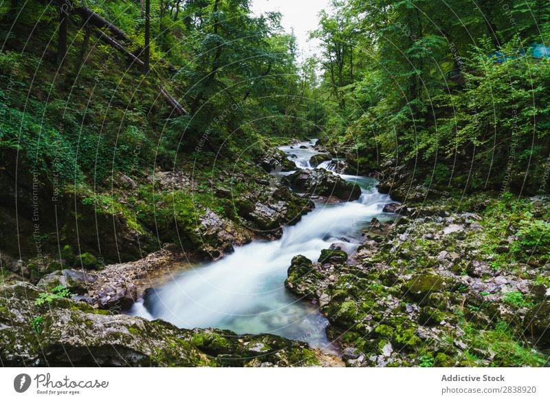Fluss fließt durch grünen Wald Berge u. Gebirge Sommer Wasser Landschaft Natur schön Farbe mehrfarbig Baum Jahreszeiten Felsen Beautyfotografie strömen fließen