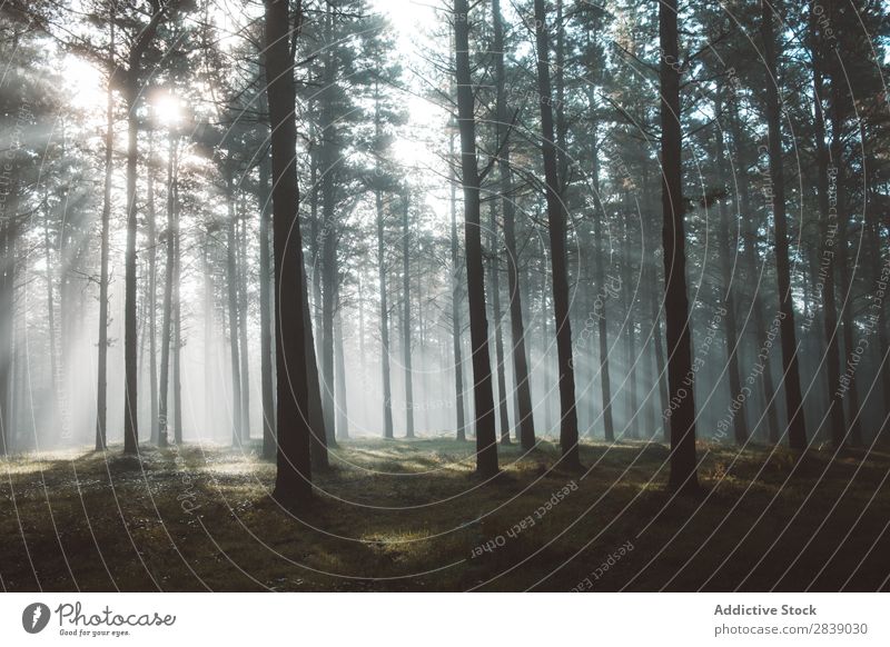 Wälder im nebligen Wald Natur Herbst Nebel Rüssel Jahreszeiten Landschaft Park schön mehrfarbig natürlich Blatt Licht Umwelt Pflanze Sonnenstrahlen Tourismus