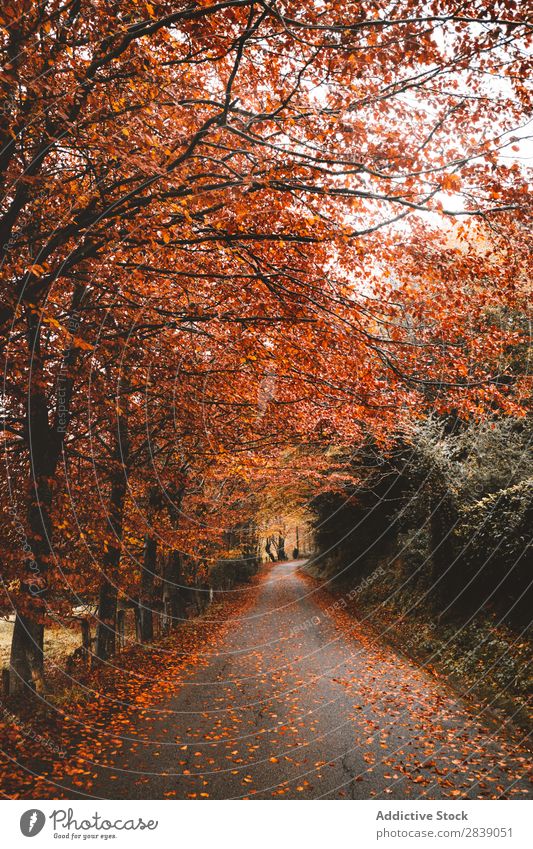 Asphaltstraße im roten Wald Natur Herbst Straße Blatt ländlich Landschaft Rüssel Jahreszeiten Park schön mehrfarbig natürlich Licht Umwelt Pflanze