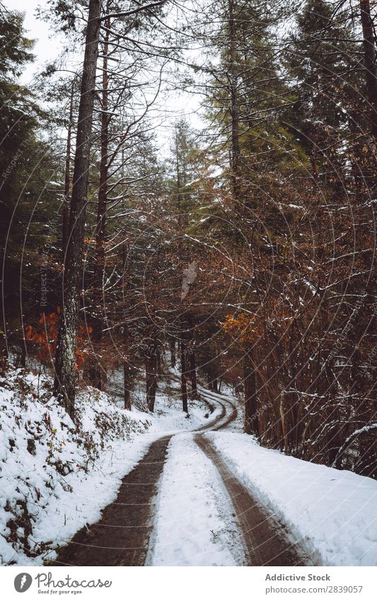 Straße im weißen Wald Natur Winter Haus Schnee ländlich Landschaft Rüssel Jahreszeiten Park schön mehrfarbig natürlich Blatt Licht Umwelt Pflanze Sonnenstrahlen