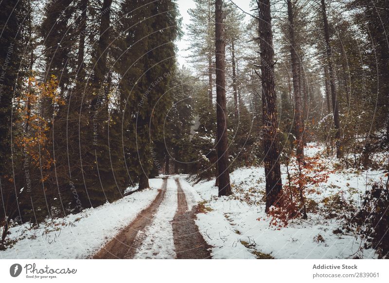 Straße im weißen Winterwald Wald Natur Schnee ländlich Landschaft Rüssel Jahreszeiten Park schön mehrfarbig natürlich Blatt Licht Umwelt Pflanze Sonnenstrahlen
