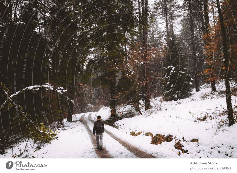 Person, die im Winterwald auf der Straße unterwegs ist. Wald Natur weiß Schnee Mensch Tourist laufen ländlich Landschaft Rüssel Jahreszeiten Park schön