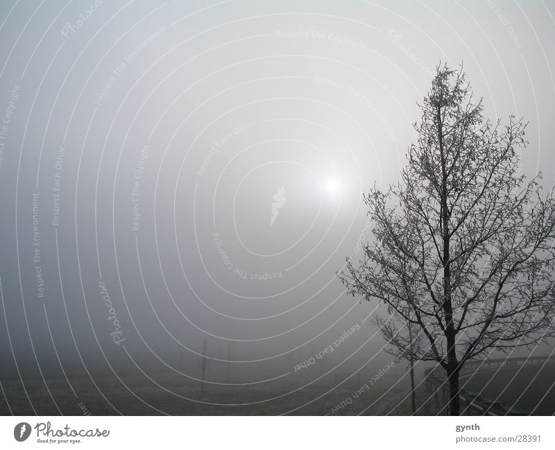 Reif im Dezember Nebel Schneelandschaft Nebelbank kalt Raureif Nachmittag Sonnendurchbruch