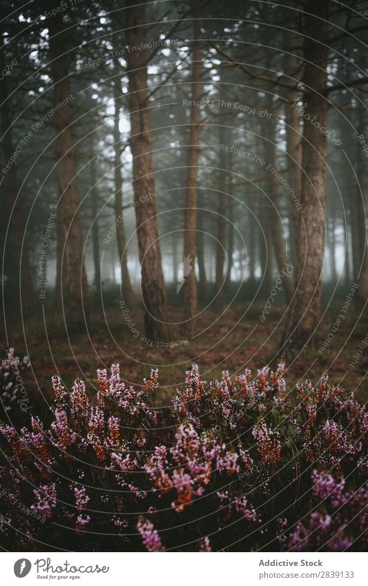 Im Wald wachsende Blumen nadelhaltig Natur natürlich Landschaft Außenaufnahme Szene Sträucher Nebel geheimnisvoll Umwelt Blüte Wachstum Immergrün Pflanze
