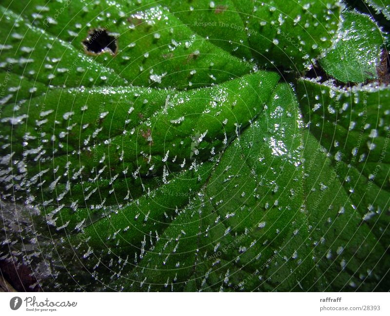 GrünEis Blatt grün Natur Frost Makroaufnahme