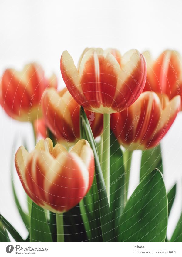 Tulpen Lifestyle kaufen Reichtum Stil Feste & Feiern Valentinstag Natur Pflanze Frühling Blume Wiese Duft Erholung glänzend leuchten schön einzigartig gelb grün