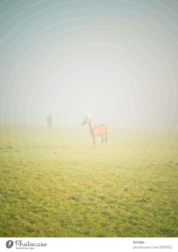 Begegnung im Morgennebel Landschaft Herbst Nebel Wiese Pferd 2 Tier warten Unendlichkeit positiv schön Zusammensein ruhig Neugier Bewegung Partnerschaft