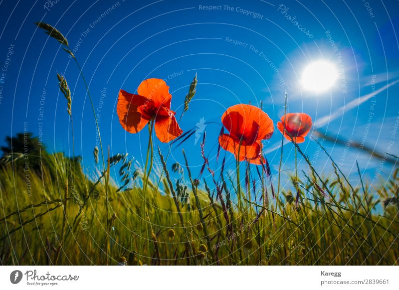 Rote Mohnblumen im Kornfeld Sommer Natur Pflanze springen Hintergrundbild planen himmelblau Himmel rot Sonne Sonnenlicht Sonnenstrahlen Getreide Getreideernte