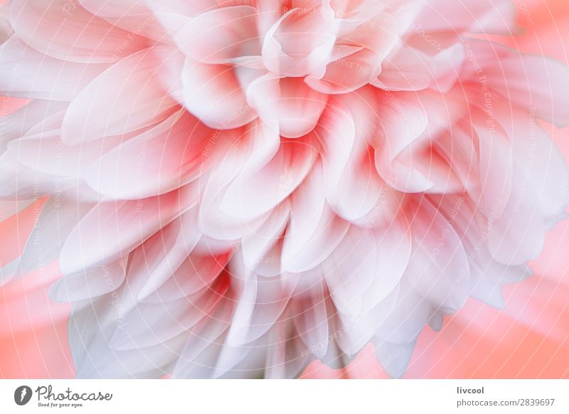 Dahlien in Korallenfarbe Hintergrund Natur Pflanze Frühling Blume Blüte Dorf authentisch außergewöhnlich schön einzigartig natürlich niedlich rosa weiß