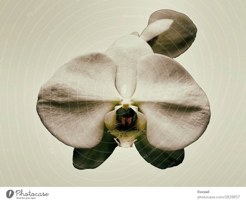 Orchidee auf beige Farbe schön Natur Pflanze Frühling Blume exotisch Garten trendy Einsamkeit Exquisit Farbkarte reizvoll fantastisch Beautyfotografie