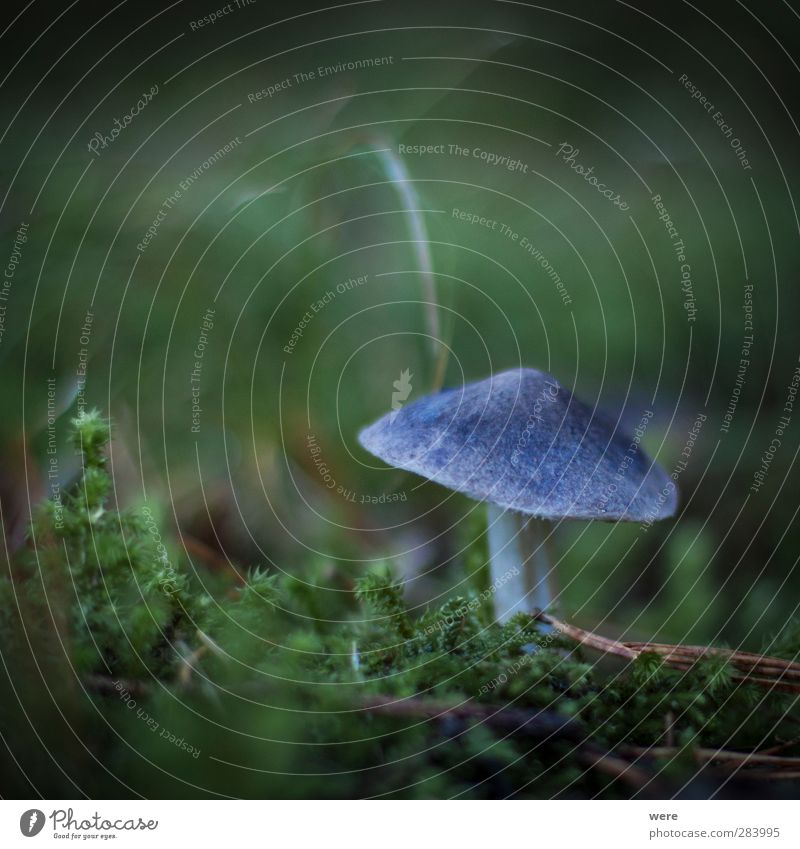 Magic Mushroom Essen Slowfood Alternativmedizin Rauschmittel Natur Herbst Blatt Wald entdecken blau Genusssucht Drogensucht Herbstlaub Pilz Farbfoto Nahaufnahme