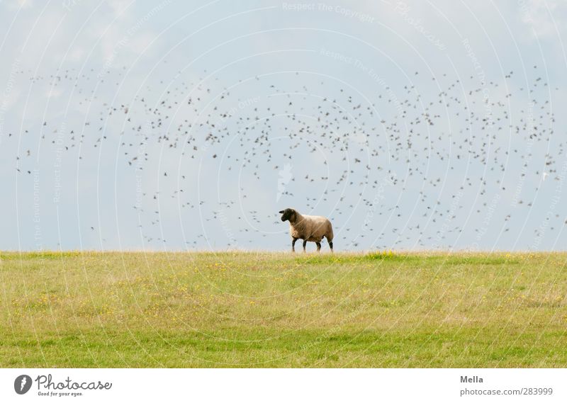 Umwölkt Umwelt Natur Landschaft Gras Wiese Feld Tier Nutztier Schaf Vogel 1 Schwarm fliegen gehen lustig niedlich blau grün Bewegung Idylle Vogelschwarm