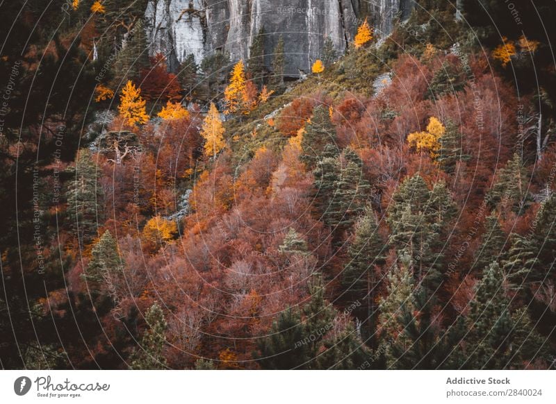 Helle Herbstbäume am felsigen Hang Landschaft Klippe Baum Wald herbstlich Farbe Natur prunkvoll friedlich Felsen Berge u. Gebirge Blatt ruhig Umwelt Wildholz