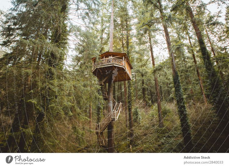Baumhaus in schönen Wäldern Wald Höhe Phantasie Natur natürlich magisch heimwärts Erholung Wartehäuschen Länder malerisch Haus Architektur Schreinerei