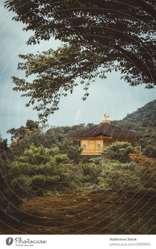 Gelbes traditionelles asiatisches Gebäude Natur grün Aussicht schön natürlich Asien Osten Turm Tradition Orientalisch Östlich gelb Pagode Jahreszeiten frisch