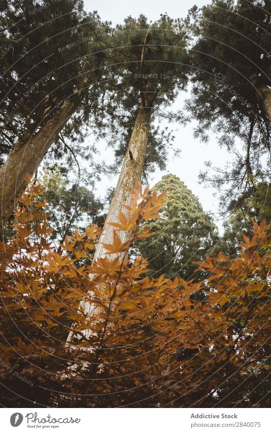 Hohe Bäume im Wald Rüssel hoch Höhe Natur grün Aussicht Pflanze schön natürlich Jahreszeiten Herbst frisch Umwelt mehrfarbig Licht Sonnenlicht hell Länder