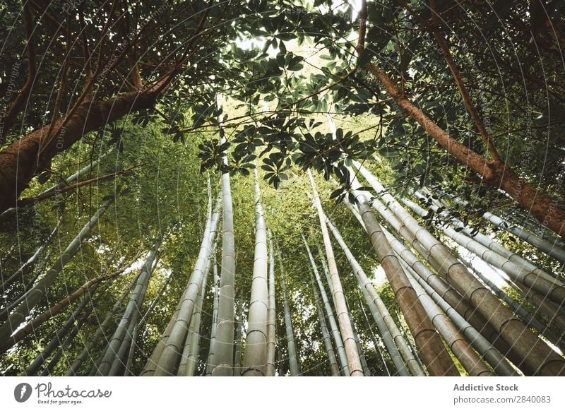 Bambusbäume im Wald Baum grün Wachstum tropisch Wildnis Natur Urwald Garten Umwelt natürlich frisch Orient Riese Ferien & Urlaub & Reisen Tierwelt Kultur