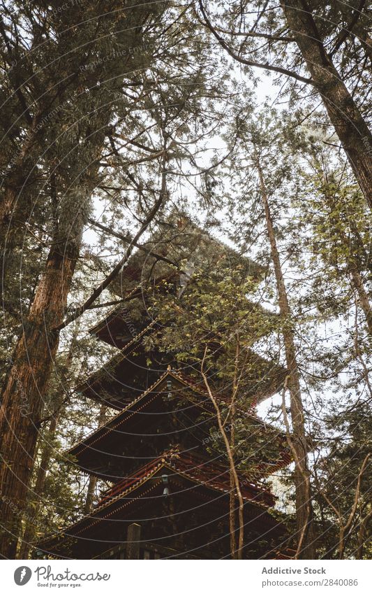 Hochasiatische Pagode im Wald Gebäude Natur grün Aussicht schön natürlich Asien Osten Turm Tradition Orientalisch Östlich Jahreszeiten frisch Umwelt mehrfarbig