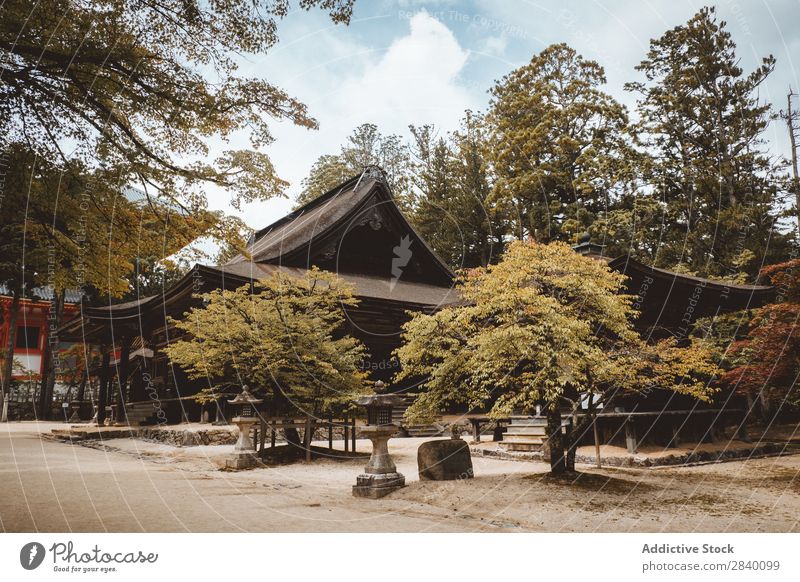 Traditionelles asiatisches Gebäude im Wald Natur grün Aussicht Pflanze schön natürlich Asien Osten Turm Orientalisch Östlich Pagode Jahreszeiten frisch Umwelt