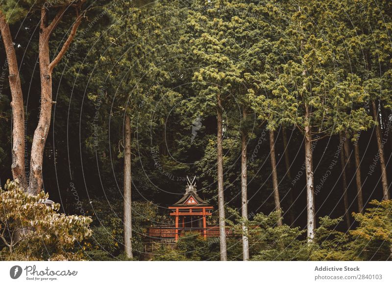 Asiatisches Bauen im Wald Gebäude asiatisch Natur grün Aussicht Pflanze schön natürlich Asien Osten Turm Tradition Orientalisch Östlich Jahreszeiten frisch
