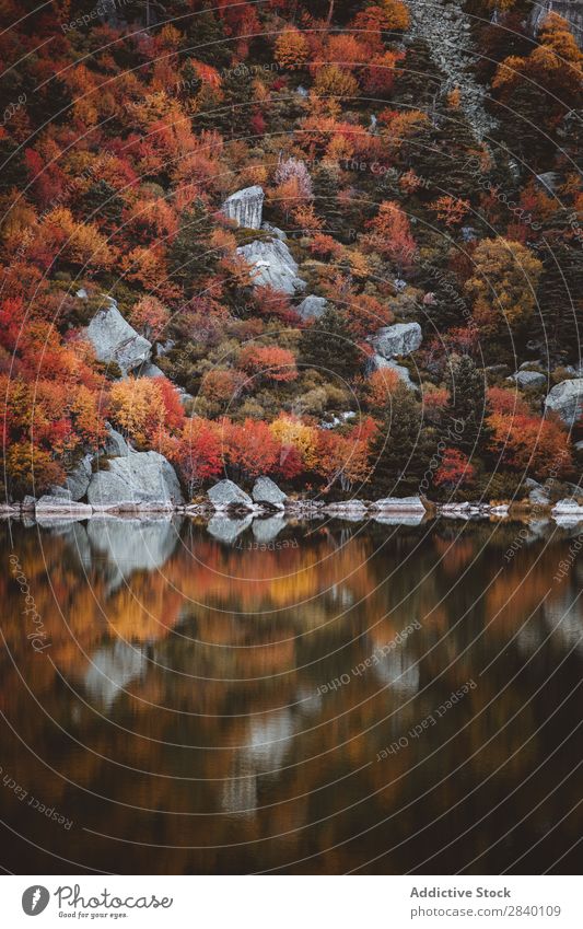 Hügel mit Herbstwald am See Teich Wald Natur grün Aussicht Berge u. Gebirge Klippe Felsen Pflanze schön natürlich Reflexion & Spiegelung Orange rot Jahreszeiten