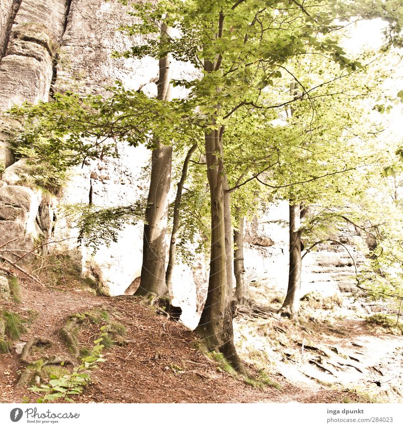 lichter Laubwald Umwelt Natur Landschaft Pflanze Sommer Baum Wildpflanze Sächsische Schweiz Sachsen Bundesadler Inspiration Umweltschutz Zufriedenheit