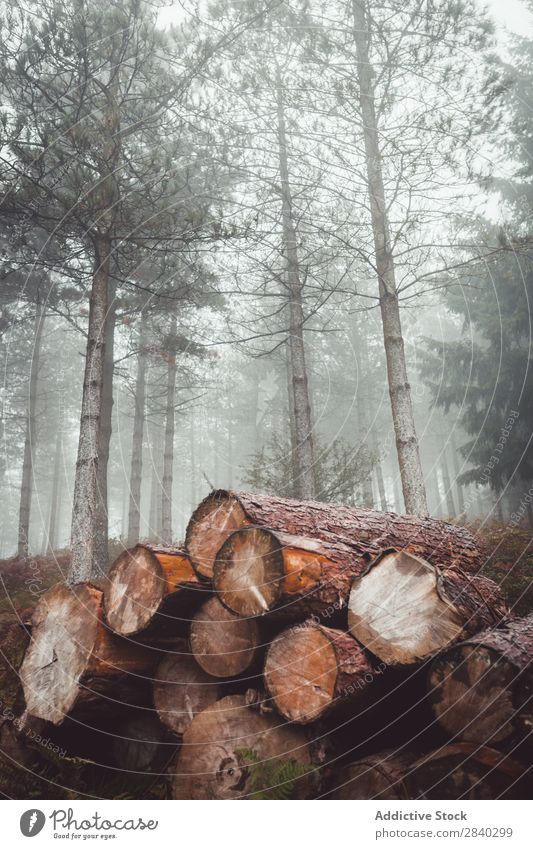 Stämme in nebligen Wäldern Wald Totholz Nebel Natur Dunst Menschenleer Umwelt Landschaft Brühe Nutzholz Anhäufung Rüssel Baum geschnitten ländlich Stimmung