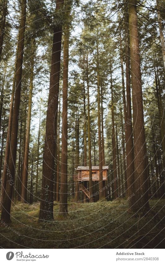Hausplätze auf immergrünen Bäumen Baum Wald Hütte nadelhaltig Architektur abgelegen über der Erde Immergrün Strukturen & Formen Konstruktion Baumhaus Landschaft